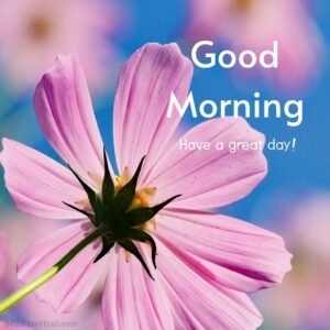 light pink flower morning view images