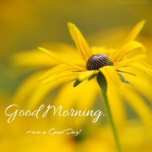 Beautiful Yellow View Good Morning Image