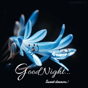 Dark Night Blue Fower Wishes Images