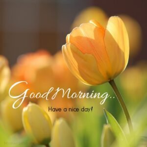 Goid Morning Sunshing With Yellow Flowers Images