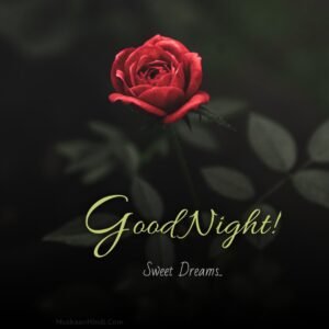 Dark Night Red Rose Good Night Images