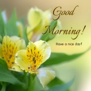 Fresh morning green yellow flowers wish images