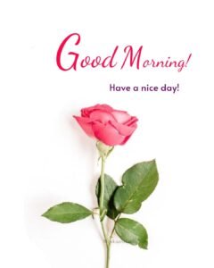 Pink Beautiful Rose Morning Flowers Wishing Images