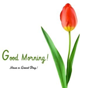 a simple good mornong wish images pics