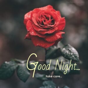 good night shubh ratri images for whatsapp red rose