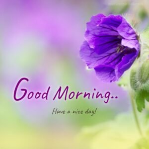 purple paper petals flower morning image