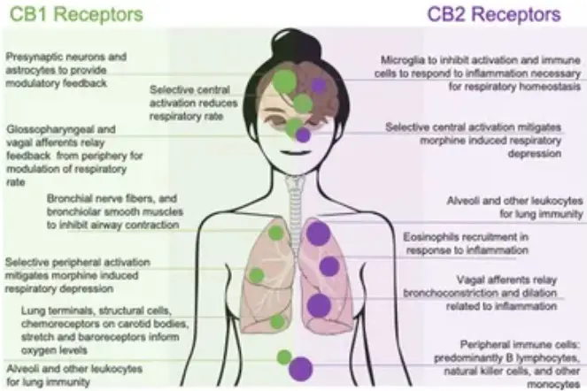 The Science Behind THCA Pre-Rolls How They Work in Your Body