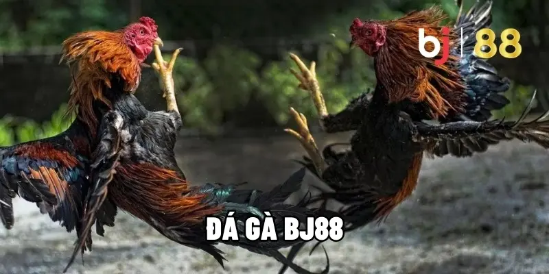 BJ88 Cockfighting – Explore the Exciting Betting Playground