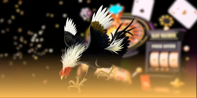 Details of Fighting Cocks' Kicking Styles and Effective Countermeasures