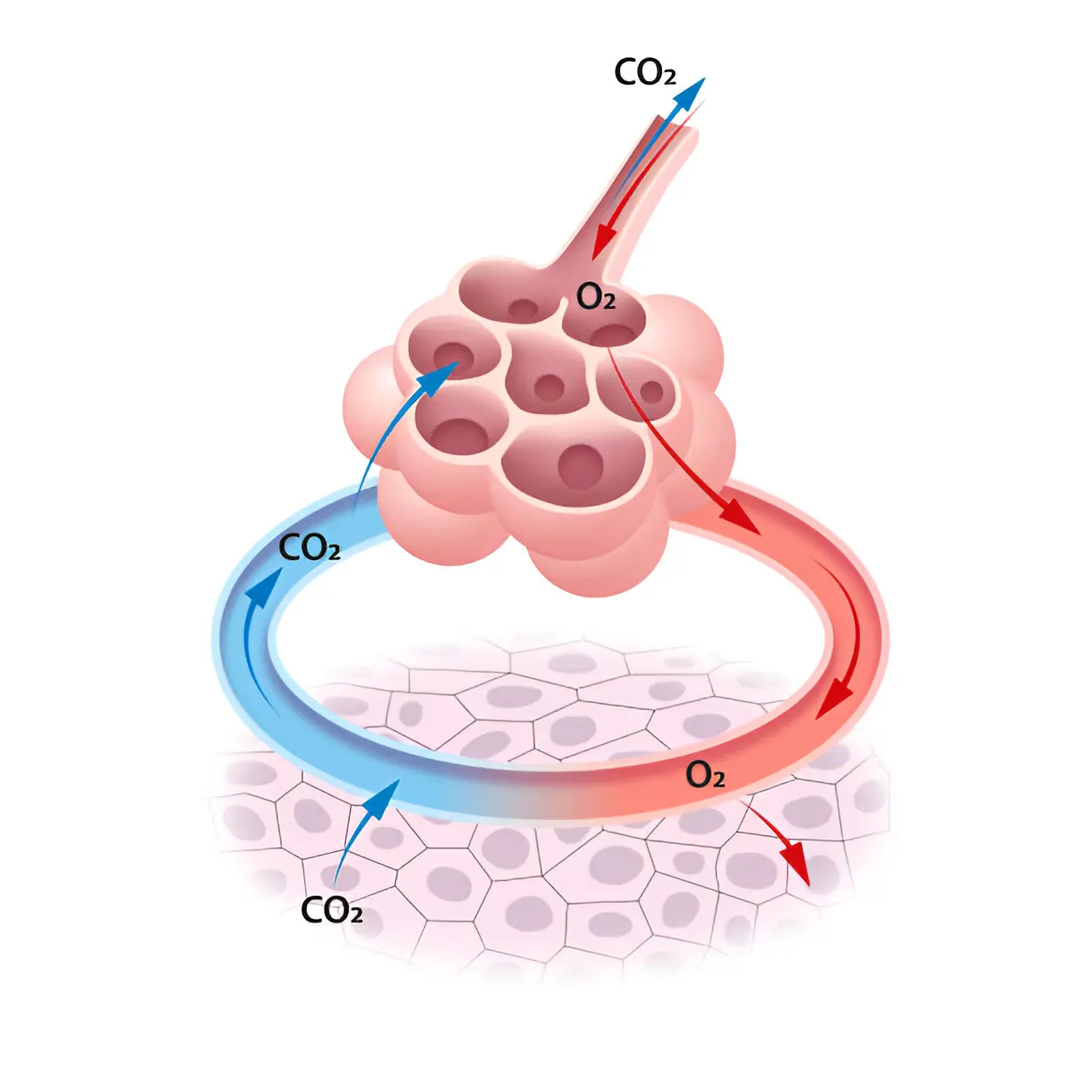 How Alveoli Enable Oxygen and Carbon Dioxide Transfer